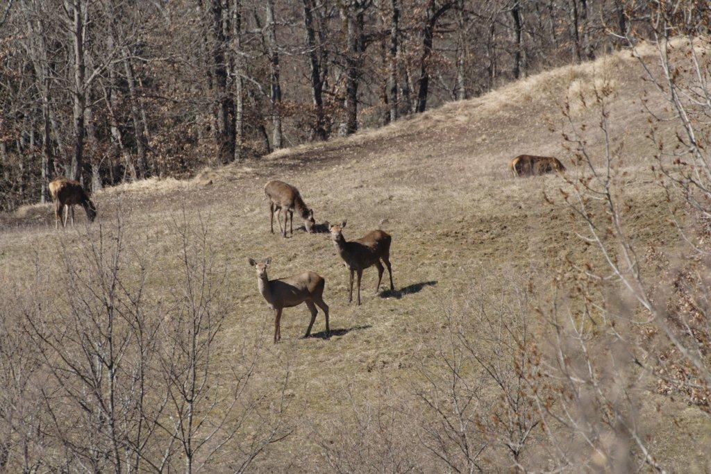 Carrellata di ungulati dal PNFC